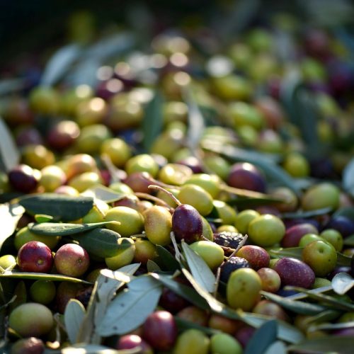 olives, provence, france, olives, olives, olives, olives, olives, provence, provence